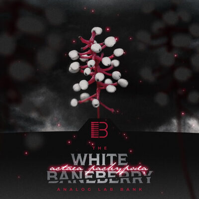 White Baneberry (Analog Labs Bank)